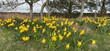 © Beverley - A sweeping field of vibrant yellow daffodils in full bloom, stretching across the landscape under gentle spring sunlight. This serene natural scene evokes themes of renewal, growth, and beauty.