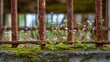 © suyu - Green weeds and small white flowers growing at the base of a rust iron fence on a moss stone ledge, showing nature decay urban growth as weeds flowers rust fence moss stone reclaim abandoned metal