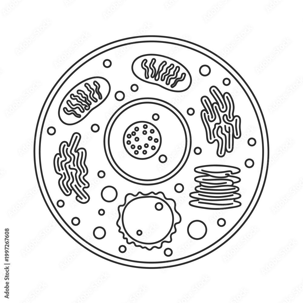 Diagram of a eukaryotic cell with labeled organelles in black and white ...