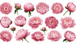 © Md - Realistic pink peony blossoms set in different blooming stages 3D floral illustration