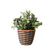 © Iryna - Artificial houseplant in woven pot isolated PNG, decorative faux greenery on transparent background for interiors