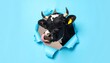 © ChShoaib - Funny Cow Wearing Sunglasses and Licking Its Nose Peeking Through a Torn Hole in Blue Paper