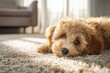 © Olena - Cute puppy resting on plush carpet beside a wet spot in a cozy living room