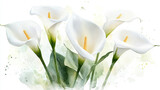 Elegant watercolor composition with white calla lilies and green leaves on light background Generative AI