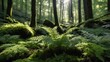 © Tina - Lush green ferns thriving in a vibrant forest with sunlight filtering through the trees