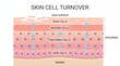 © Yuliani - Skin Cell Turnover A Detailed Illustration of the Epidermis and Dermis Layers