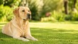 © XC Stock - Yellow Labrador retriever lying on green grass in a sunny garden with copy space.