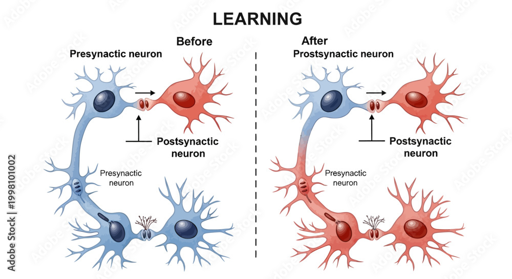 Visual Representation of Neuronal Synaptic Plasticity Before and After ...