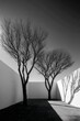 © BrandwayArt - Shadows and trees dance in minimalist architectural space