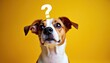 © Vadym - Dog head tilt with question mark above. Curious brown and white dog face on yellow background. Canine asks question thinking. Copy space for text.
