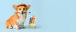 © Synthesia Studio - Funny Corgi dog artist in beret and apron holding paint brush in mouth, cute puppy sitting near small easel with colorful painting on blue background, creative hobby concept with copy space
