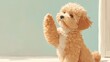 © reiyu - 手を上げる子犬 トイプードルのしつけトレーニングシーン