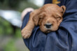 © Austockphoto - Sleeping Groodle puppy getting a cuddle