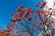© Karl - Herbstlicher Essigbaum