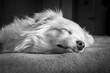 © Marina - white dog sleeping