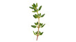 © Corotaev - Fresh green thyme herb sprig with tiny leaves, isolated on transparent background