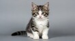 © PONDOKPESANTREN - Adorable tabby and white kitten sitting on a gray background, studio portrait of a young fluffy cat looking at camera.