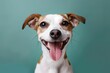 © bodnarphoto - Happy small mixed-breed dog with tongue out, smiling expression, teal studio background