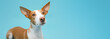 © DMegias - Podenco dog looking up with alert ears, showing curiosity against a vibrant blue studio background with copy space