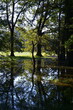 © Ewa - Podtopiony Park Wschodni we Wrocławiu zalany teren zielony odbicia drzew w wodzie