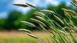 © Nataliya - Tall grass swaying gently in a breeze in a golden meadow, serene nature photography concept, grassland ecosystem, peaceful outdoor scene, defocused background, with copy space