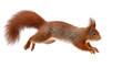 © Natalia - Red Squirrel Leaping Mid-Air with Fluffy Tail and Whiskers