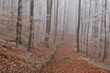 © Vjekoslav - Misty woodland trail with soft light and atmospheric mood