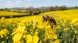 © startang141 - A close-up shot of a honey bee collecting pollen from a vibrant yellow rapeseed flower in a sunny field.