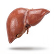 © Sandy - Ultra realistic human liver anatomy with smooth organic texture and detailed structure isolated on white background for medical education and healthcare visualization