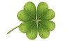 © Sobuj - Fourleaf clover with water droplets, isolated on white background