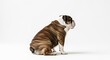 © latifah - Bulldog portrait isolated on white background studio shot copy space
