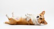 © latifah - Corgi dog lying on back isolated on white background copy space