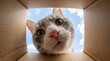 © INNA - Cat looking into a cardboard box from above. Wide angle close-up with exaggerated nose and bright sky background.