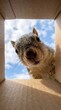 © INNA - A squirrel looks down into a box, shot with a wide-angle lens. Its large nose and gentle eyes are set against a blue sky.