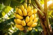 © AkuAku - Close focus on sunlit ripe bananas ripening on a banana plant