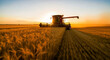 © WILSON WILLIAM JAMES - Large combine harvester working in a vast golden wheat field at sunset. Modern agricultural machinery gathering grain during harvest season. Agribusiness and food production concept.