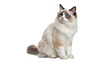 © Ivan - Ragdoll cat sitting on a white background looking to the side with bright blue eyes and fluffy coat isolated on transparent background cut out