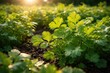 © DigitalDruid - Close up capture of mature coriander greenery thriving under farm sun