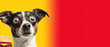 © Alexandra - A wide-eyed dog next to a hamburger, set against a vibrant yellow and red background with copy space.