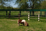 Small pony grazing on green grass in fenced pasture under tree on sunny day with clear sky and rural landscape in background