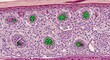 © Maksuda - Microscopic image of healthy human tissue cells with green nuclei, medical science, biology, high magnification, educational resource