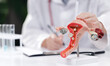 © Parilov - Uterus model on desk with doctor writing in white background