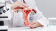 © Parilov - Doctor gynecologist Uterus model being examined by doctor in medical office, banner
