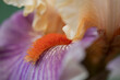 © Amanda Greene - Bearded Iris 8