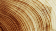 © yrabota - Close Up of Wooden Tree Rings with Natural Texture, Banner with tree rings at natural growth patterns and textures of wood. Circular lines and warm earthy tones, nature organic aesthetic background