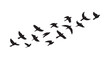 © peach - Birds flying, group of flying birds silhouette, flock of birds