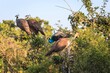 © Bossa Art - Group of Peafowl and Peahens Perched on a Tree in the Wild