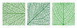 © Vector Tradition - Tree leaf veins vector textures, closeup cells background. Vector green tree leaf organic texture. Science or eco poster, environment bg, textile print. Square macro view of green natural leaves