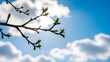 © Yaqeen - New green buds on a tree branch against a bright blue sky with white clouds, symbolizing the fresh growth and vibrant awakening of nature in spring