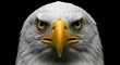 © Sukla - Close up portrait of an american bald eagle's intense gaze